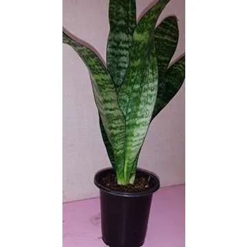 Collection of The Four Best Clean Air Plants for Your Home in Four Inch Pots