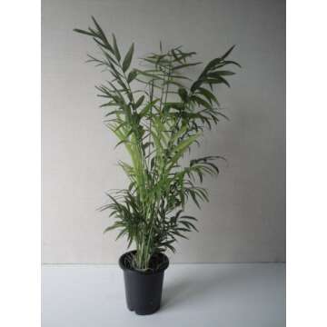 Collection of The Four Best Clean Air Plants for Your Home in Four Inch Pots