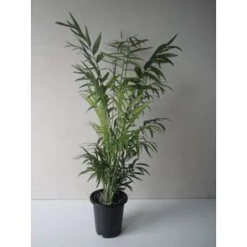 Collection of The Four Best Clean Air Plants for Your Home in Four Inch Pots