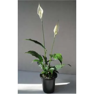 Collection of The Four Best Clean Air Plants for Your Home in Four Inch Pots