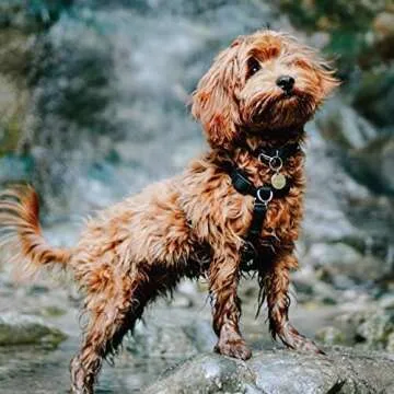 Blue-9 Adjustable No-Pull Harness for Dogs