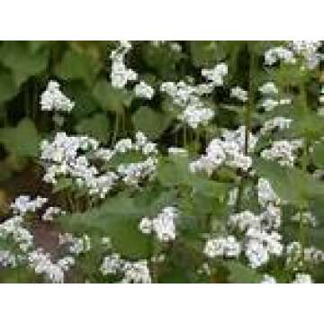 MANCAN BUCKWHEAT 5 Lb Cover Crop - Wild Life and Game Attactant - Bee Pollinator
