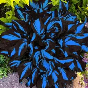 Mixrug 327+ Hosta Seeds - Blue Perennial for Any Garden