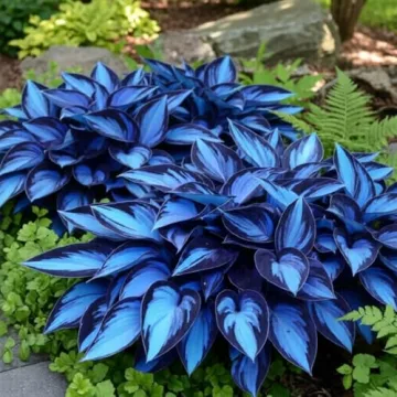 Mixrug 327+ Hosta Seeds - Blue Perennial for Any Garden