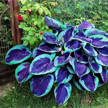 Mixrug 327+ Hosta Seeds - Blue Perennial for Any Garden