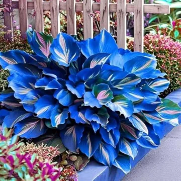 Mixrug 327+ Hosta Seeds - Blue Perennial for Any Garden