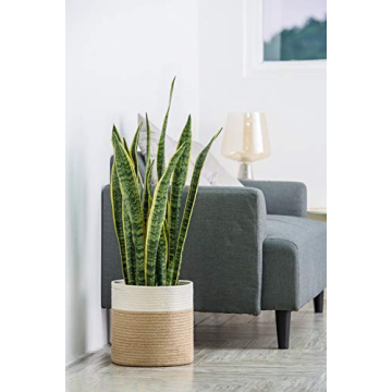 Dahey Jute Spliced Cotton Rope Plant Basket - Versatile Modern Decor