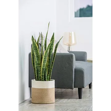 Dahey Jute Spliced Cotton Rope Plant Basket - Versatile Modern Decor