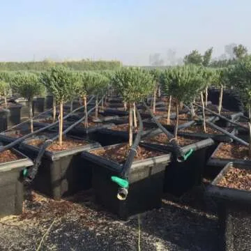 USA Made Drip Irrigation Tubing 5/8' Drip Tape 15 mil 12" Spacing 0.46 GPH 1000' Foot Roll Premium Quality (1000' Foot Roll)