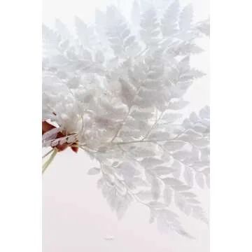 Dried Fern Bleached - 10 Stems for Weddings & Crafts