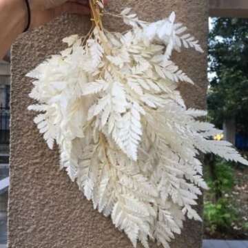 Dried Fern Bleached - 10 Stems | Fern Leaves| Preserved Fern