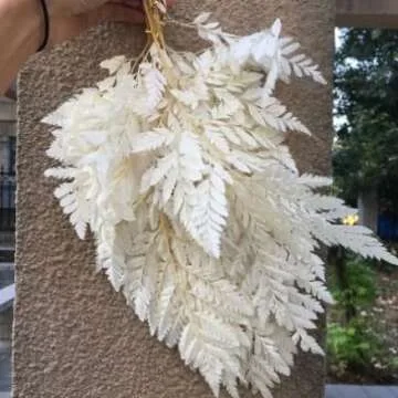 Dried Fern Bleached - 10 Stems for Weddings & Crafts