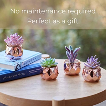Nordik Set of 4 Desk Plants in Rose Gold for Home Decor
