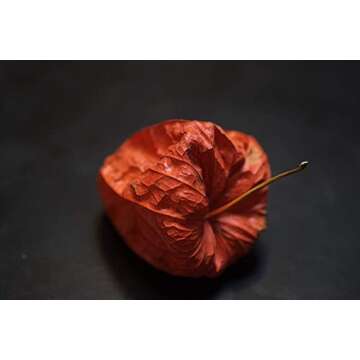 Fujifilm Fujinon XF60mmF2.4 R Macro