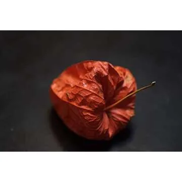 Fujifilm Fujinon XF60mmF2.4 R Macro