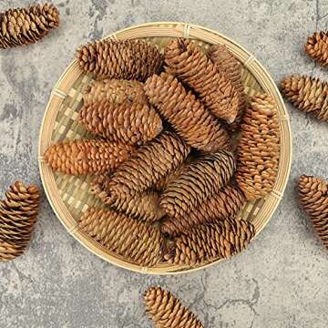 JOHOUSE 3.5-5Inch Natural Pine Cones, Big Pinecones, Christmas Natural Pinecone Ornaments Big Spruce Pine Cones for Autumn and Winter Decor Christmas Decorations, Winter Vase Filler