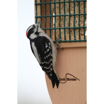 Durable Cedar Suet Bird Feeder with Tail Prop