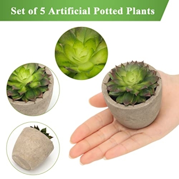 Coitak Artificial Succulent Plants Set for Elegant Decor