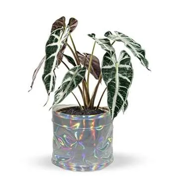 Urban Jaga Decorative Planter Basket Set - Stylish Plant Covers