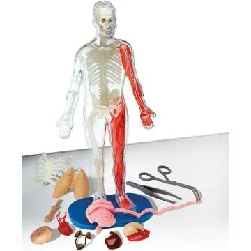 Squishy Human Body Model with 21 Removable Parts
