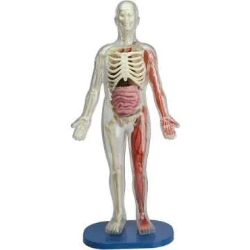 Squishy Human Body Model with 21 Removable Parts