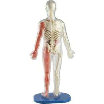 Squishy Human Body Model with 21 Removable Parts