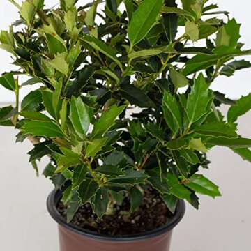 Oakland Holly (3 Gallon) Dense Evergreen Shrub with Glossy-Green Foliage - Full Sun to Part Shade Live Outdoor Plant - Southern Living Plants