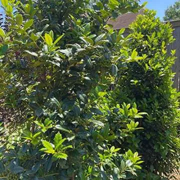 Oakland Holly (3 Gallon) Dense Evergreen Shrub with Glossy-Green Foliage - Full Sun to Part Shade Live Outdoor Plant - Southern Living Plants