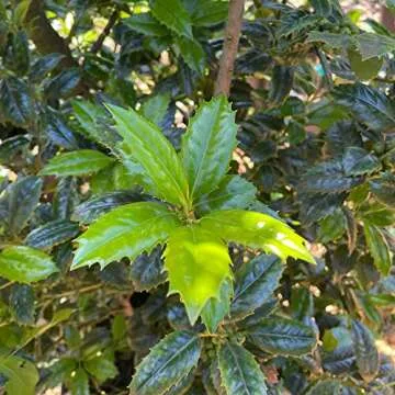 Oakland Holly (3 Gallon) Dense Evergreen Shrub with Glossy-Green Foliage - Full Sun to Part Shade Live Outdoor Plant - Southern Living Plants