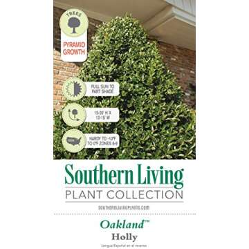 Oakland Holly (3 Gallon) Dense Evergreen Shrub with Glossy-Green Foliage - Full Sun to Part Shade Live Outdoor Plant - Southern Living Plants