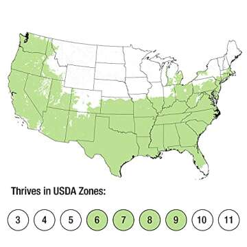 Oakland Holly (3 Gallon) Dense Evergreen Shrub with Glossy-Green Foliage - Full Sun to Part Shade Live Outdoor Plant - Southern Living Plants