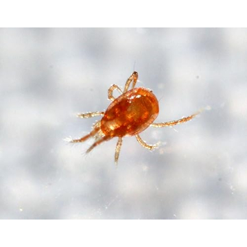 20,000 Live Adult Predatory Mites - Eco-Friendly Pest Control