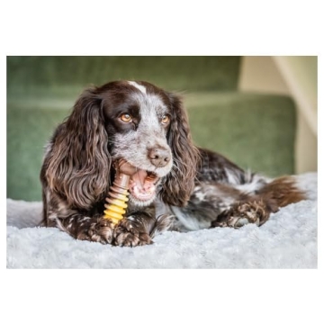 Nylabone Flavor Frenzy Dental Bone for Aggressive Chewers