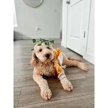 Adorable Midlee Toga Dog Halloween Costume - Medium Size