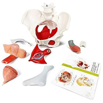 Comprehensive Female Pelvis and Perineum Anatomical Model for Teaching and Learning