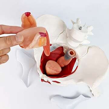 Female Pelvis Model with Removable Organs - Teaching Aid