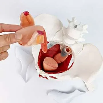 Female Pelvis Model with Removable Organs - Teaching Aid
