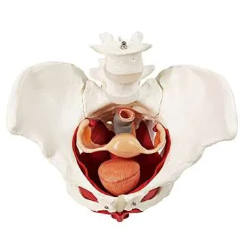 Female Pelvis Model with Removable Organs - Teaching Aid