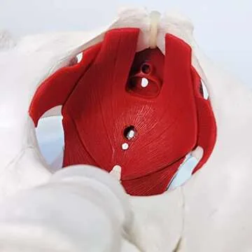 Female Pelvis Model with Removable Organs - Teaching Aid