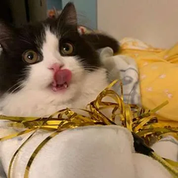 ADUCK Cat Interactive Teaser Wand Toy for Playful Cats