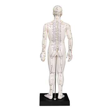Male Acupuncture Model 20" with Chinese and English Points