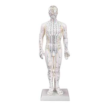 Male Acupuncture Model 20" with Chinese and English Points