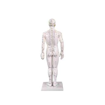Male Acupuncture Model 20" with Chinese and English Points