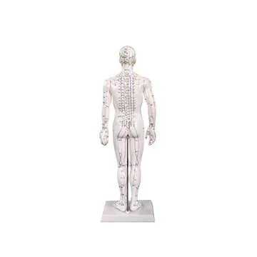 Male Acupuncture Model 20" with Chinese and English Points