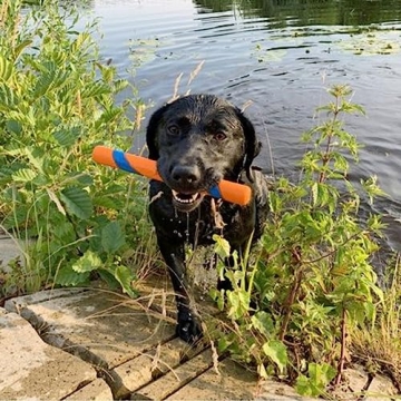 Chuckit! Ultra Fetch Stick - Durable Fetching Toy for Dogs