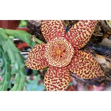 Premium Cacti and Succulent Potting Mix for Thriving Plants