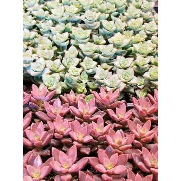 Premium Cacti and Succulent Potting Mix for Thriving Plants