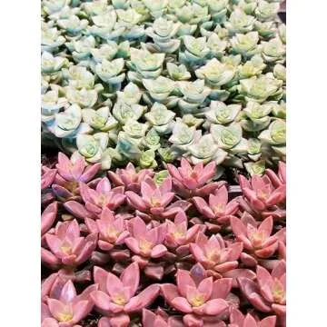 Premium Cacti and Succulent Potting Mix for Thriving Plants