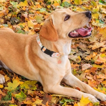 Cotton Handmade Dog Collar Cute and Distinctive Patterns Pink Sunflower with Pendant Cute Dog Collars for Small Medium Large Dogs Girl Dogs Boy Dogs S