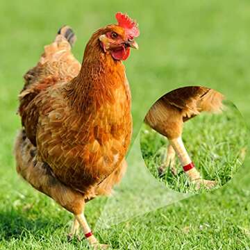 100 Colorful Chicken Leg Bands for Easy Poultry Management